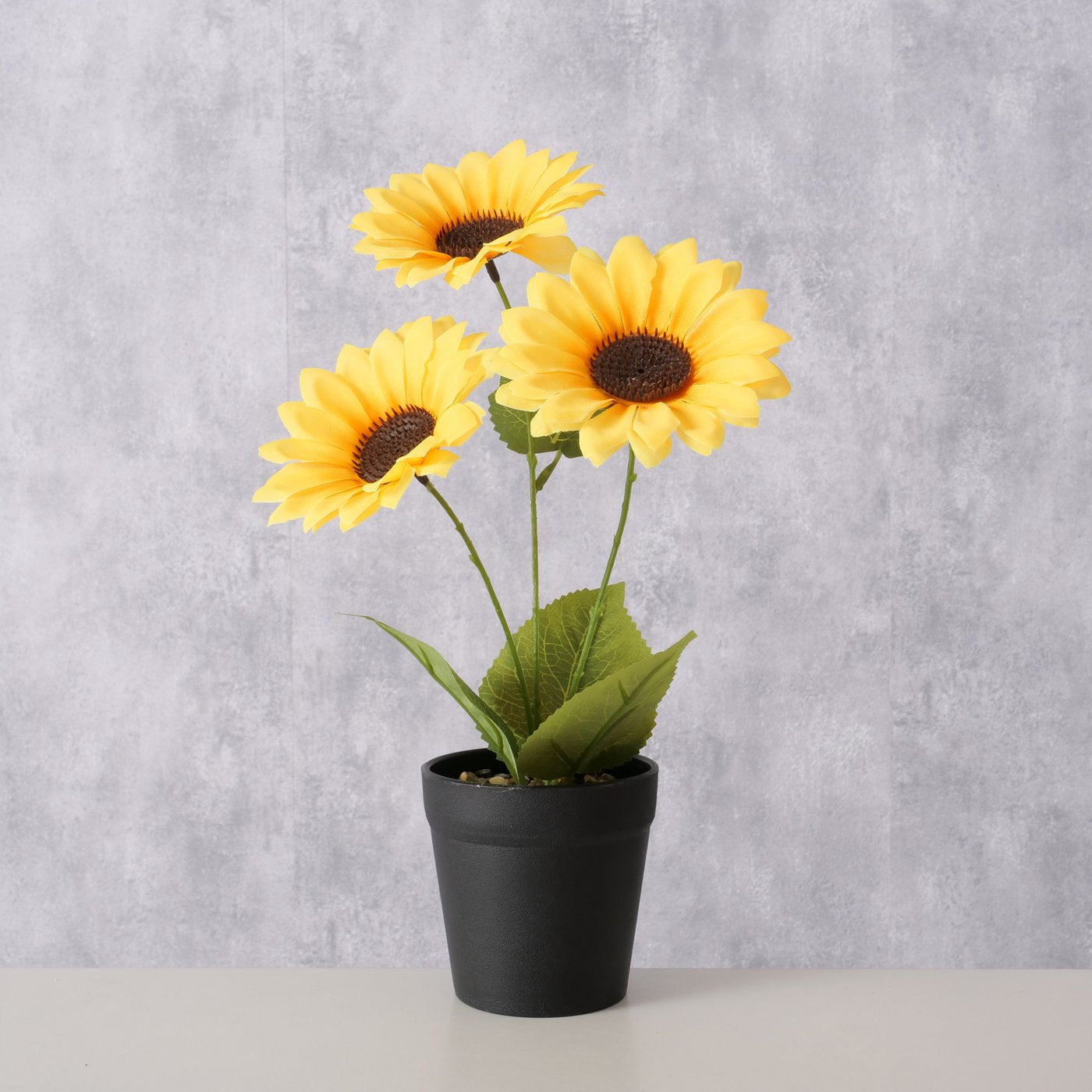 Topfpflanze Sonnenblume