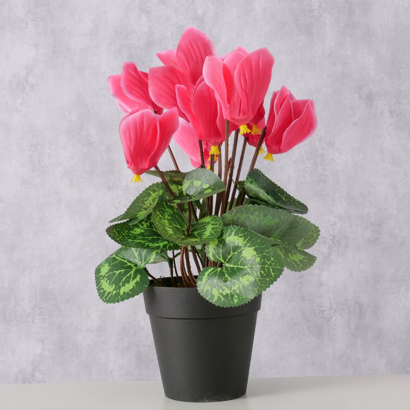 Topfpflanze Rosa im Topf