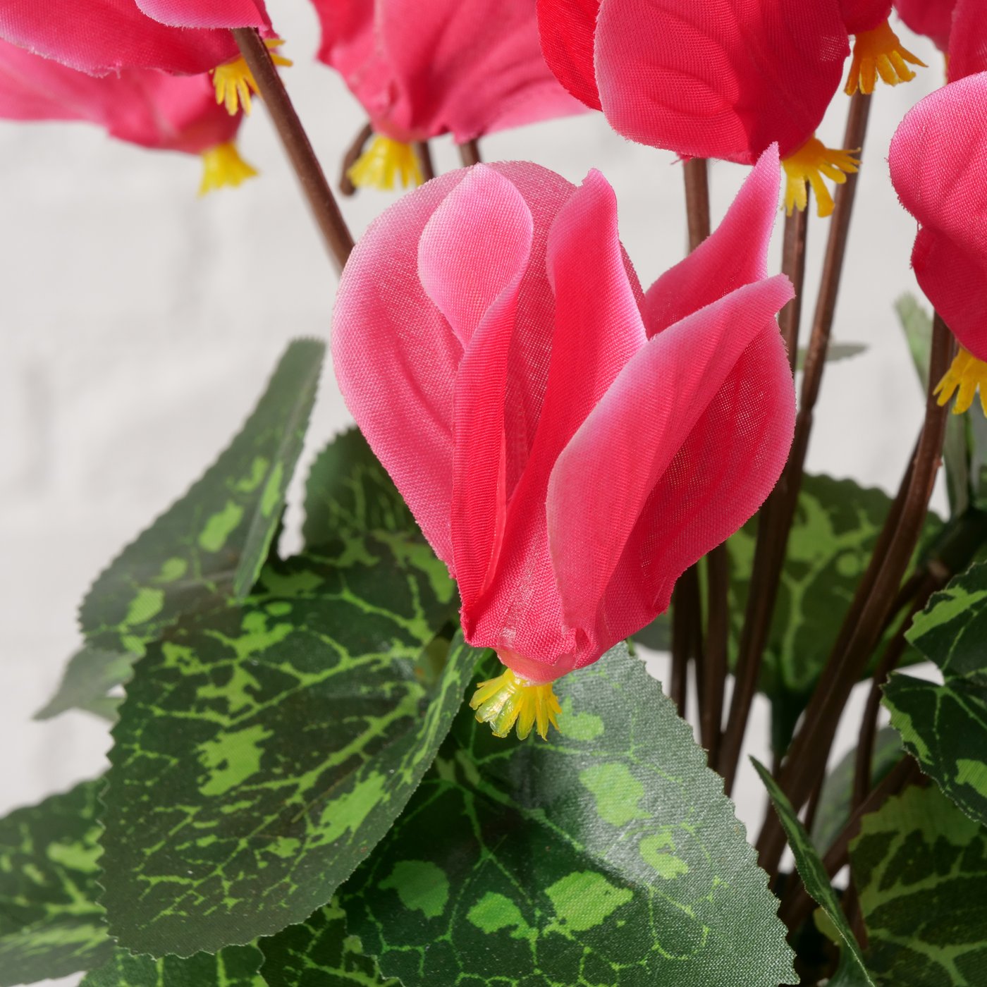 Topfpflanze Rosa im Topf