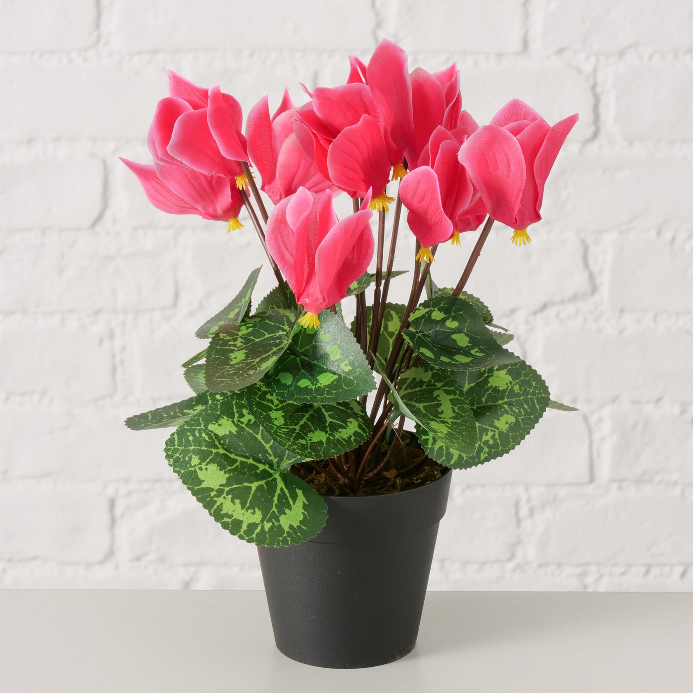 Topfpflanze Rosa im Topf