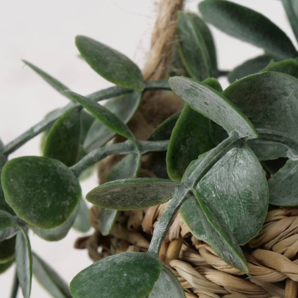 Hängepflanze in Korb