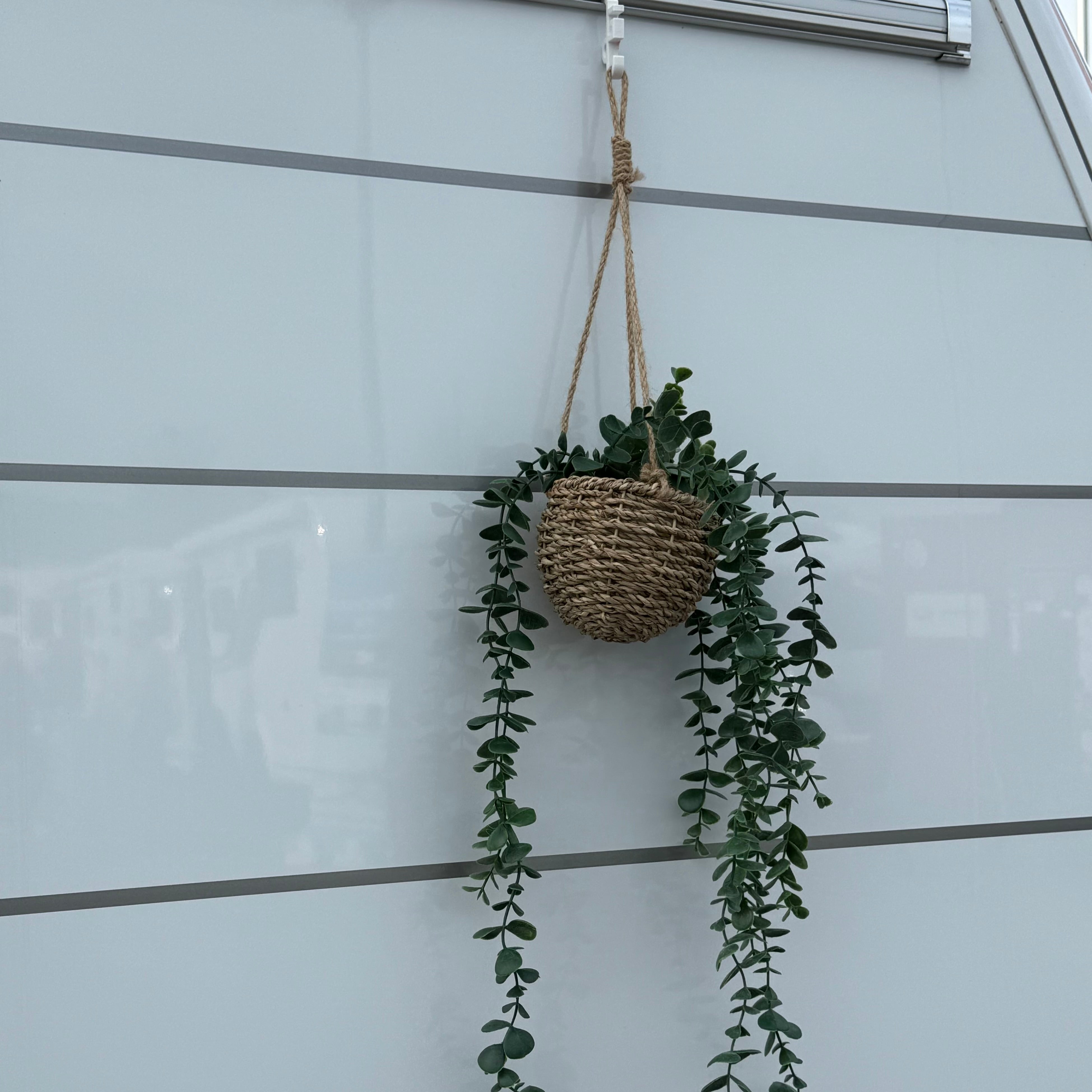 Hängepflanze in Korb