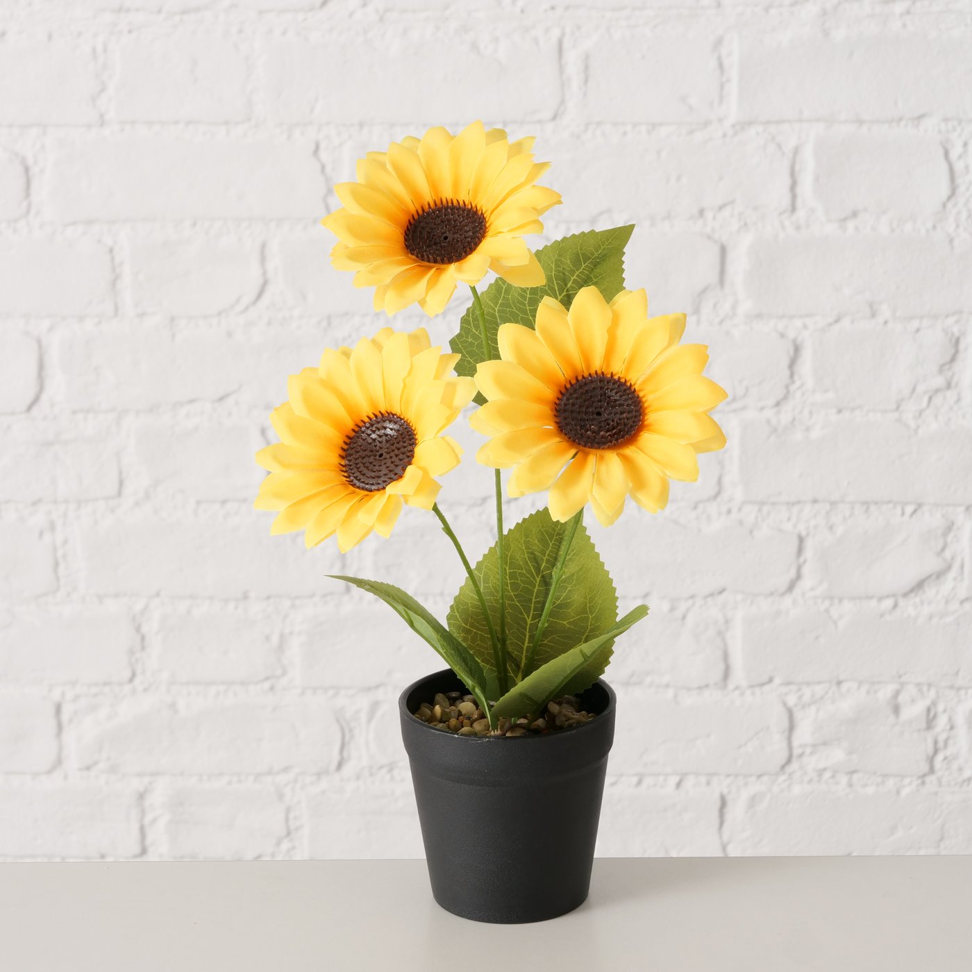 Topfpflanze Sonnenblume