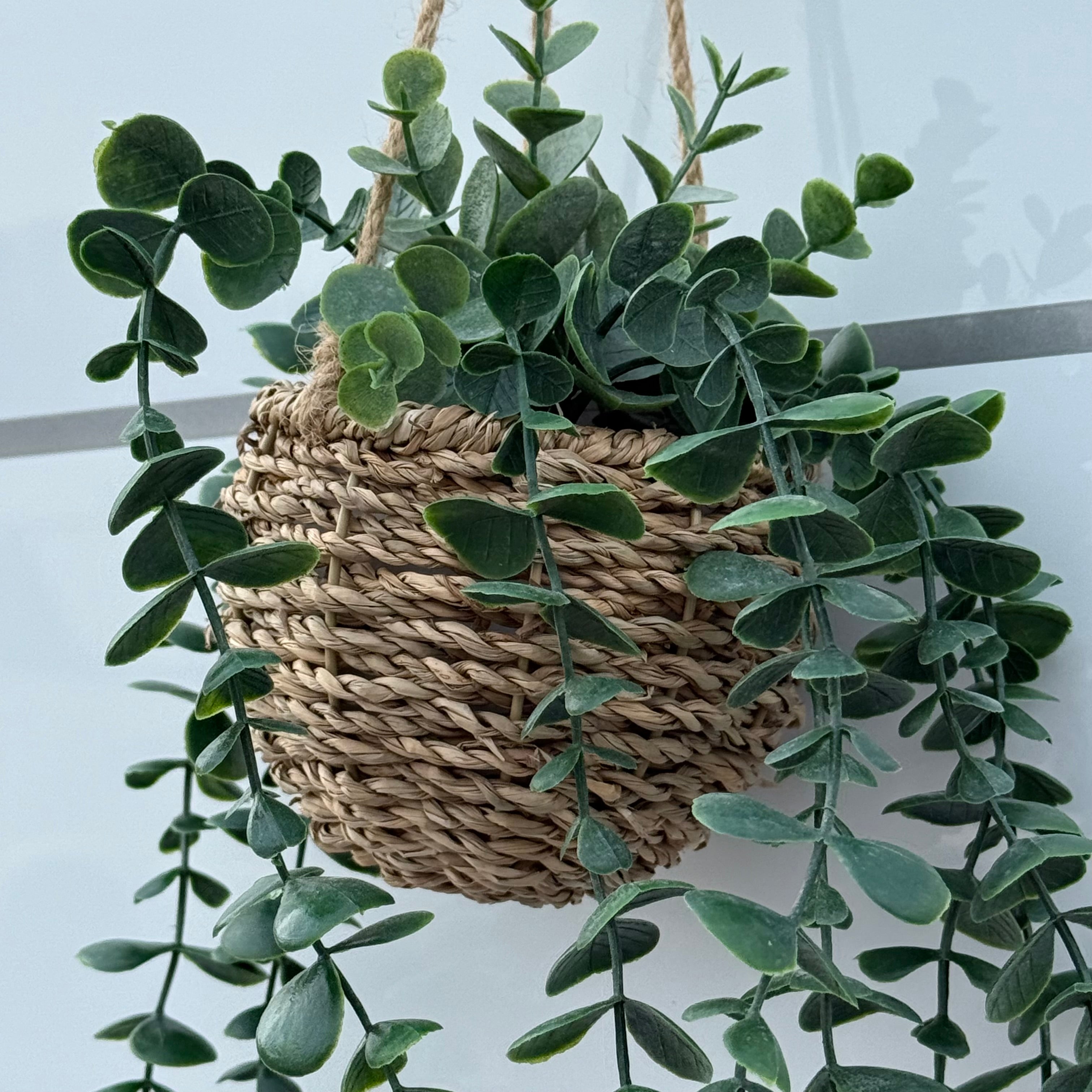 Hängepflanze in Korb