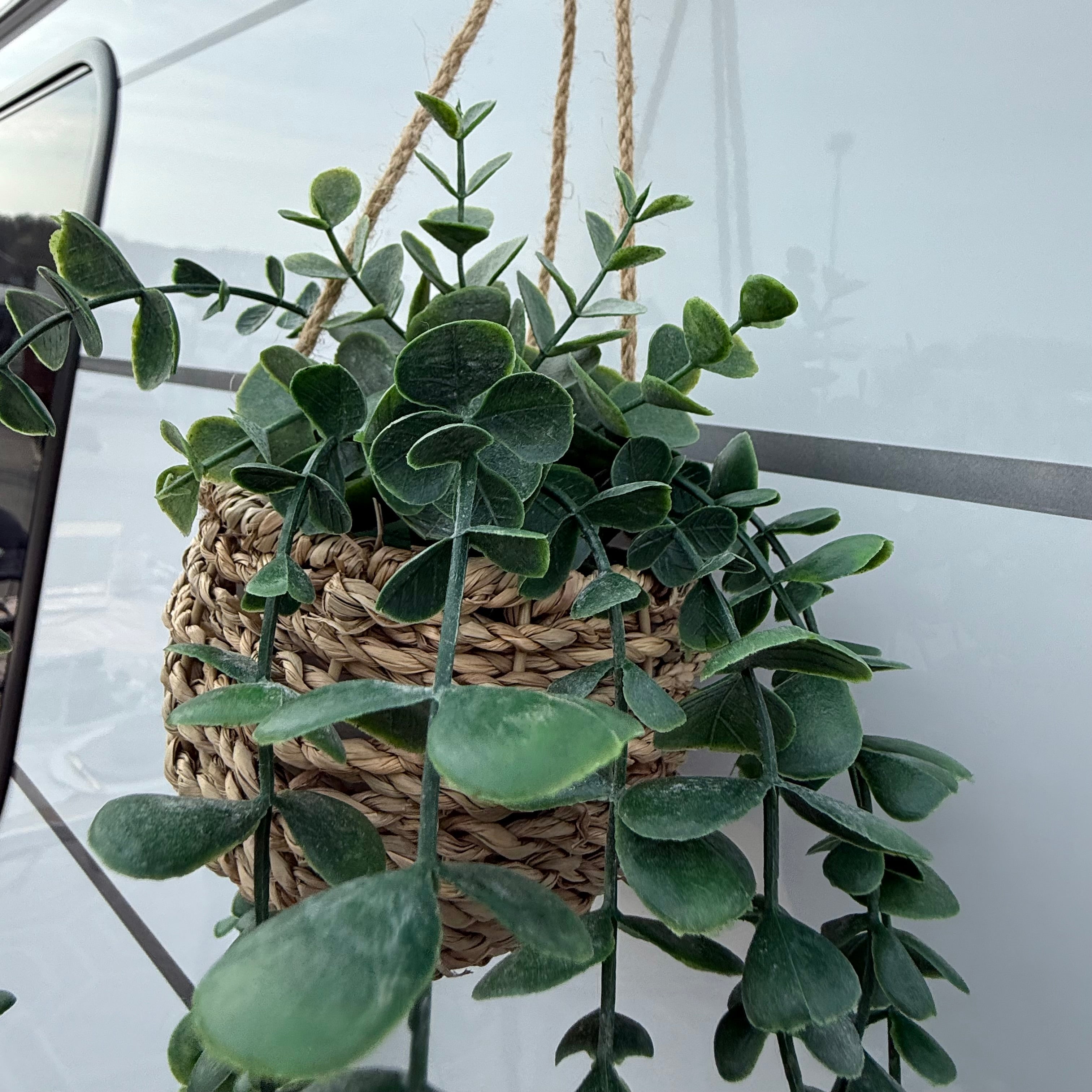 Hängepflanze in Korb